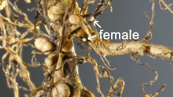 Soil Sampling for Soybean Cyst Nematodes to Prevent Potential Yield Losses