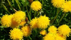 Weeds such as Dandelions