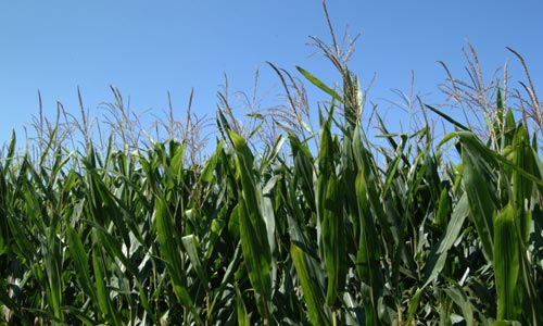 Corn Field