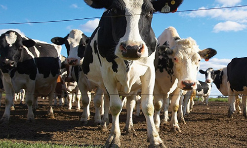 Northeast Missouri Livestock Person of the Year applications due May 1