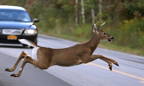 Accident graphic, deer in roadway