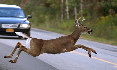 Drivers in separate crashes strike animals in roadway Drivers in separate crashes strike animals in roadway