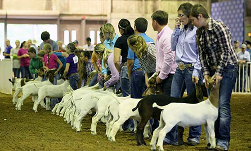 Show stock clinic for 4-H and FFA Exhibitors to be held April 9th in Milan