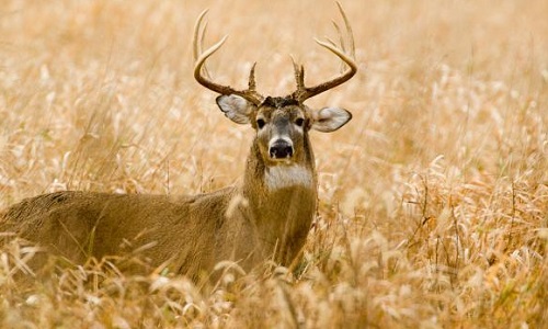 White Tailed Deer