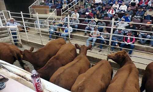 Cattle in ring at sale