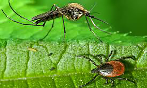 Mosquito and tick
