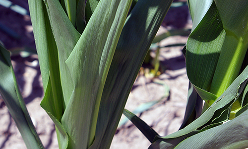 corn leaves
