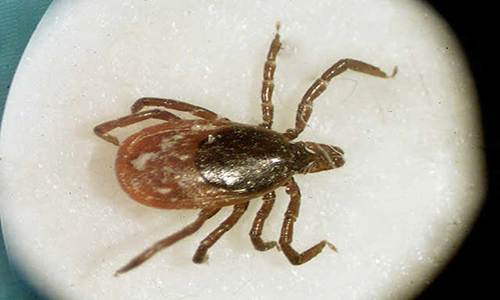 What to do after a tick bite to prevent Lyme disease