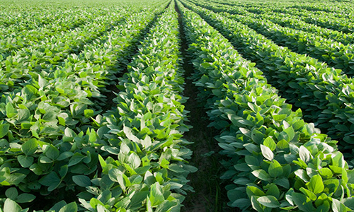 Soybeans in a field