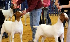 Sheep and Goat Show