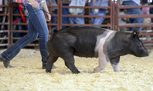 Swine Hog Show Fair