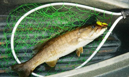 Smallmouth bass in net