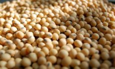 Soybean