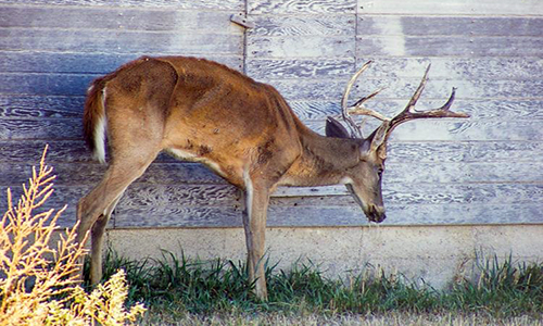 Deer with Chronic Wasting Disease or CWD