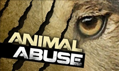 Animal Abuse