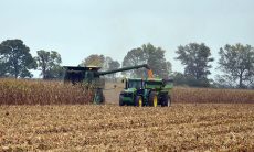 Crop - Corn Harvest