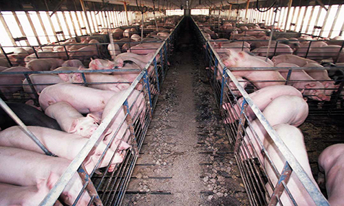 CAFO Concentrated Animal Feeding Operation