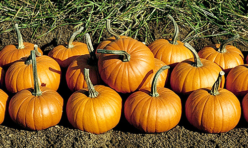 Pumpkins on display