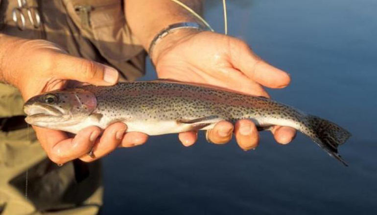 Rainbow Trout Courtesy MDC