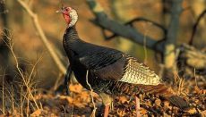 Wild Turkey