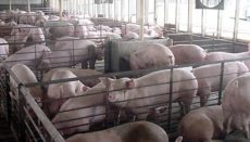 Typical pen style CAFO ( Photo by Darrell Hoemann - Investigate Midwest)