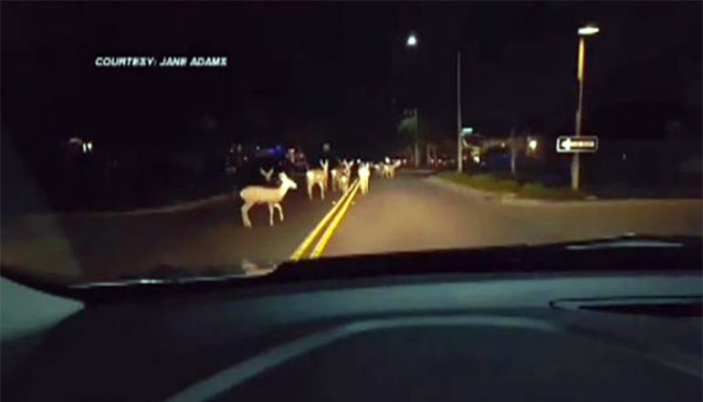 Herd of deer in roadway