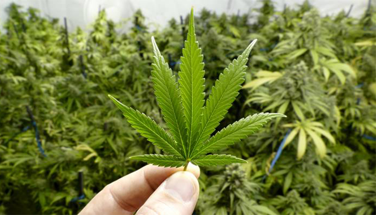 Hand Holding Small Marijuana Leaf with Cannabis Plants in Background