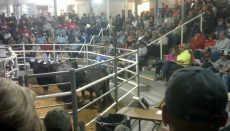 Cattle at Sale