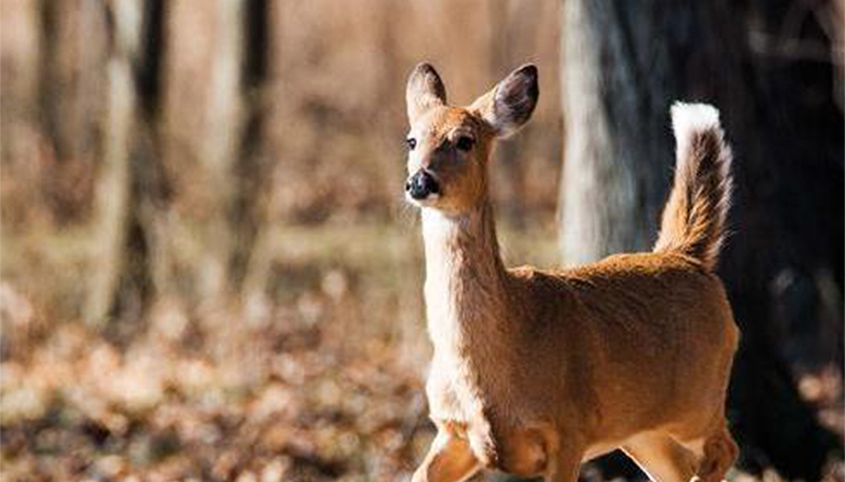 Doe (Female Deer)