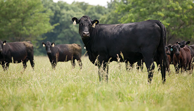 Cow and cattle herd