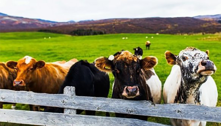 Cattle in a field