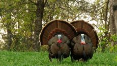 Photo of turkeys courtesy Missouri Department of Conservation