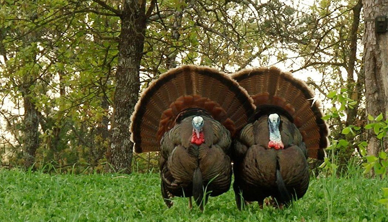 Photo of turkeys courtesy Missouri Department of Conservation