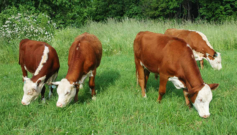 Cattle Grazing