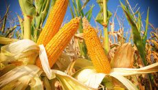 Corn in the field