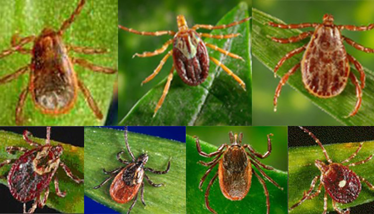 Ticks on leaves news graphic