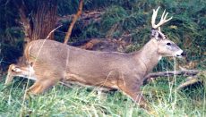 Deer