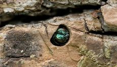 Emerald Ash Borer