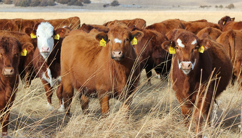 Beef Heifers