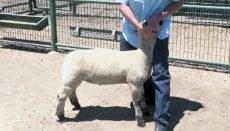 Sheep Show Generic