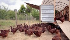 Chickens