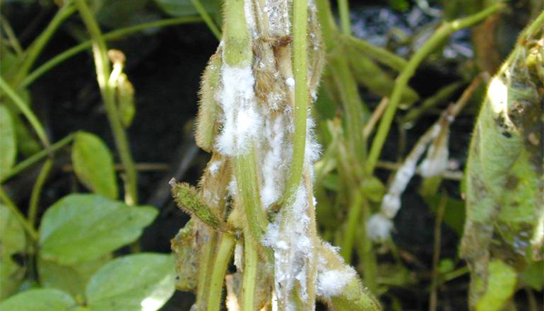 Sclerotinia stem rot on soybean