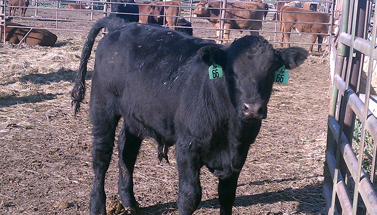 Calf in pen (Cow)