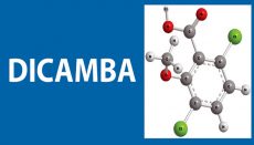 Dicamba