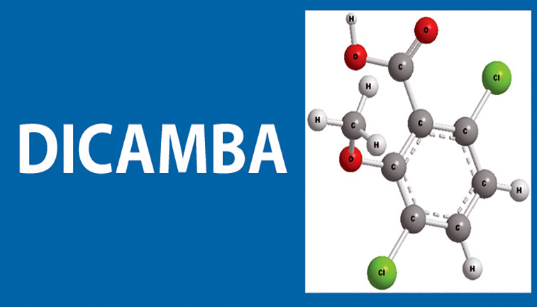 Dicamba