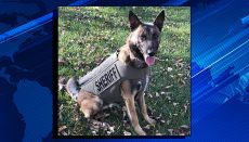 Canine Officer Zaki in Body Armor