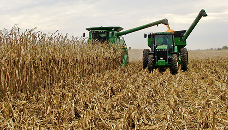 Farmer Combining Corn in Field