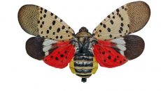 Spotted Lanternfly
