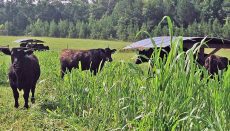 Grazing School Photo of Cattle in Field
