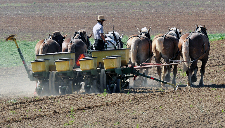 Amish Farmer on Planter